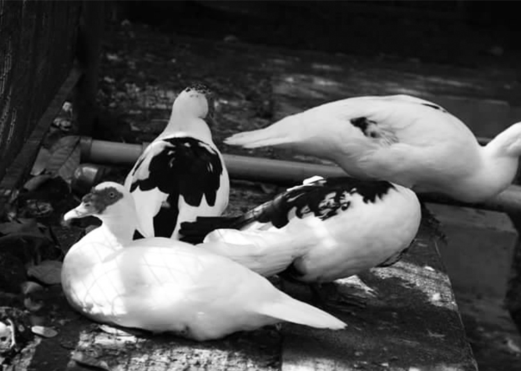 birds-at-heera-farm