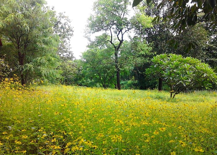 heera-farm-during-rainy-days